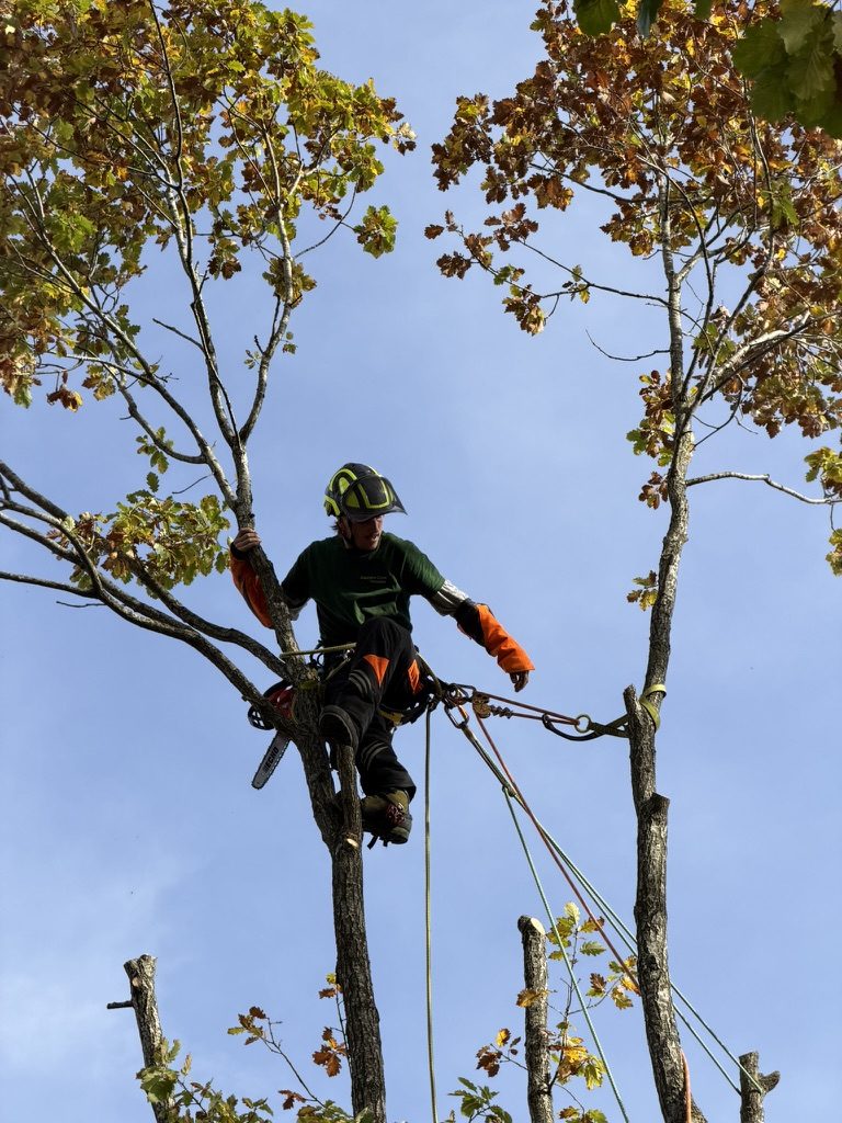 Élagage et taille raisonnée : réduction de couronne sur un chêne