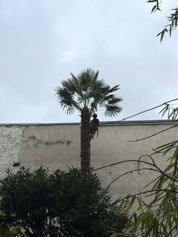 Suppression des palmes mortes sur un palmier Trachycarpus, Paris 2ᵉ
